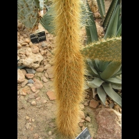 Opuntia galapageia (fam Cactacees) (Galapagos, Equateur) (2)